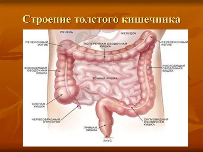 Пищеварительная система, плакат глянцевый А1+/А2+ › Купить оптом и в  розницу › Цена от завода