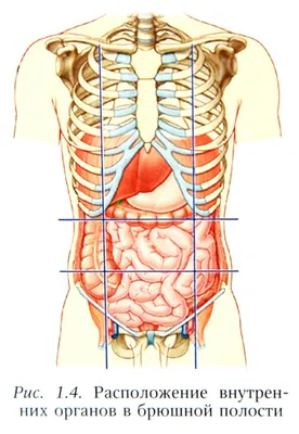 Строение женской репродуктивной системы и таза: иллюстрации с надписями |  e-Anatomy