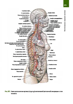 Плакат обучающий А2 ламинир. Скелет человека и система костей анатомический  457x610 мм - купить с доставкой по выгодным ценам в интернет-магазине OZON  (346075550)