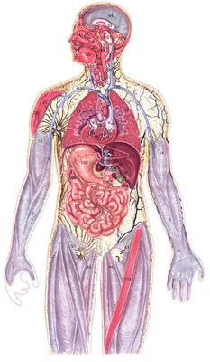 Диаграмма: Внутренние органы человека | Quizlet