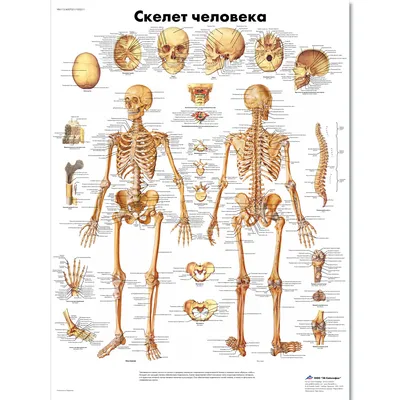Плакат медицинский Скелет человека купить по низкой цене в  интернет-магазине МедикоСнаб