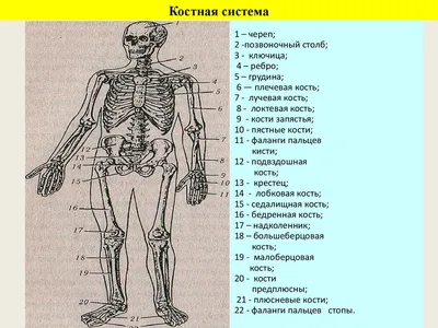 Анатомия — Википедия