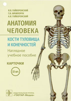 Медицинский плакат \"Скелет человека\" - 1002211 - VR6113L - ZVR6113L -  Плакаты по опорно-двигательному аппарату человека - 3B Scientific