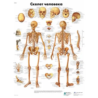 Атлас анатомии человека - Скелет человека