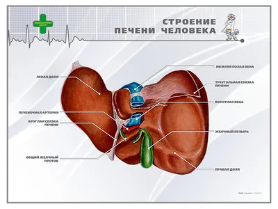 Тела туловища человека модель анатомия, анатомический медицинский класс  инструменты со съемным внутренние органы | AliExpress
