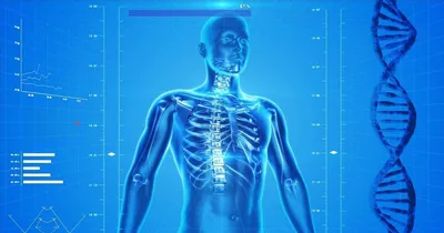 Анатомический плакат \"Скелет человека\" купить оптом постеры, плакаты в  интернет-магазине.