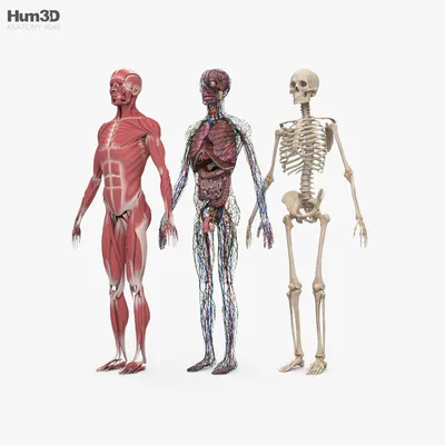 Макет скелет человека учебный анатомический ВСЕГДА В ТРЕНДЕ 127241293  купить в интернет-магазине Wildberries
