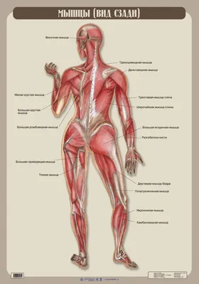 Скелет человека | Человеческий скелет, Учащиеся медучилища, Анатомия
