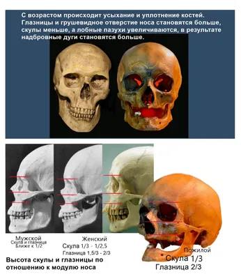 Атлас анатомии человека - Скелет человека. Вид сзади