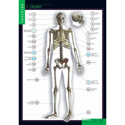 Набор для опытов «Строение тела», анатомия человека (2772939) - Купить по  цене от 495.00 руб. | Интернет магазин SIMA-LAND.RU