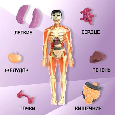 Pin by Светлана on анатомия | Human body anatomy, Medical anatomy, Medical  knowledge