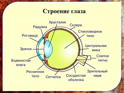 Глаз иллюстрации : нормальная анатомия | e-Anatomy