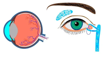Расообразующие признаки человека: цвет радужной оболочки глаз и строение  мягких тканей глазничной области лица. | ЭТНОиМИР - этнографические очерки  и естественнонаучные экскурсы | Дзен