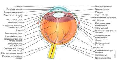 Строение человеческого глаза: анатомия, описание