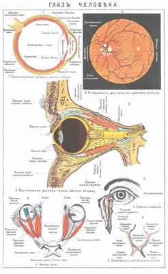 Строение глаза и его функционирование | Оптика Веко | Дзен