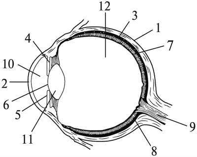 Строение и фукнции глаз человека - Optikus.by | Интернет-магазин Optikus.by