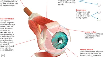 Анатомия глаза человека: строение и функции. Просто и доступно