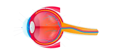 Глаз (анатомия человека), плакат глянцевый А1+, плотная фотобумага от  200г/м2 - купить с доставкой по выгодным ценам в интернет-магазине OZON  (285468432)