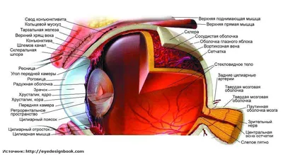 Строение глаза – полезная информация на сайте офтальмологического центра  VISTA.