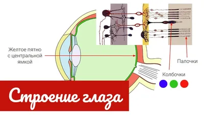 Анатомия глаза человека, функциональные возможности зрения