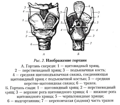 Строение голосового аппарата - online presentation