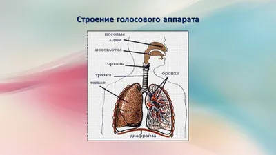 👄УСТРОЙСТВО РЕЧЕВОГО АППАРАТА ЧЕЛОВЕКА Положение и влияние языка  📍Обструкция дыхания через нос приводит к смещению языка вниз, для… |  Instagram