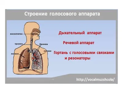 Строение речевого аппарата | Lecture notes Anatomy | Docsity