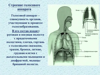 Голосовой аппарат. Хороведение - презентация онлайн