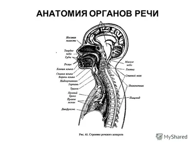 Речевой аппарат рисунок человека - 63 фото