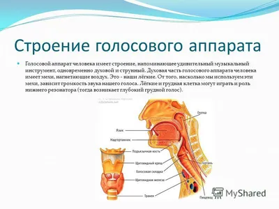 Всё о голосе с Julia - Строение голосового аппарат и наглядный пример того,  как работают голосовые связки | Facebook