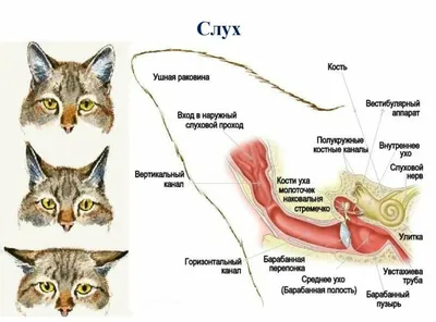Анатомия домашней кошки - Purina.ru