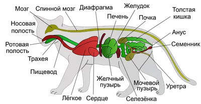 Файл:Scheme cat anatomy-ru.svg — Википедия