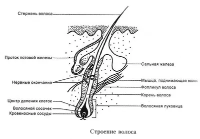 Как кошки целуются; почему кошки не любят, когда их трогают; любят ли кошка  хозяина; почему кот гадит мимо лотка, зоопсихолог о кошках - 5 мая 2022 -  V1.ру