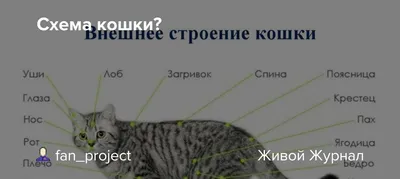 Биохимический анализ крови у кошек – сдать биохимию в Москве, записавшись  по телефону +7 (499) 618-68-10