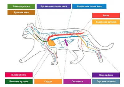 Кровеносная система кошек: сердце, сосуды и кровь | PRO PLAN
