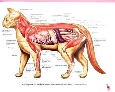 Дисплазия тазобедренных суставов у кошек: симптомы и лечение