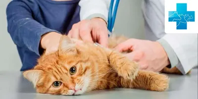Опухли половые органы котенка, бесплатная консультация ветеринара - вопрос  задан пользователем Olha Diesveld про питомца: кошка Британская кошка
