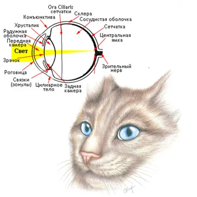 Когтеточка домик для кошек \"PetTails\" ЭТЬЕН разборный, 3-х уровн., 2  домика, 80 х 42 х h139см (мех, джут) бежевый - купить с доставкой по  выгодным ценам в интернет-магазине OZON (513487365)