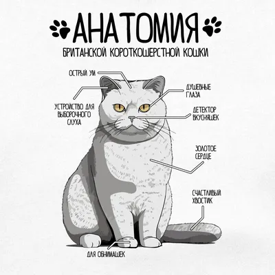 Органов кошки - картинки и фото koshka.top