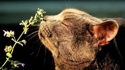 Органы чувств у кошек и как они работают | Hill's Pet