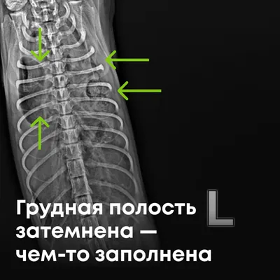 Почему у кошек шершавый язык, а у собак гладкий?