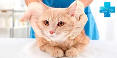 Асцит брюшной полости у кошек: причины, лечение и прогноз в ветеринарной  клинике Живаго