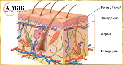 Строение кожи