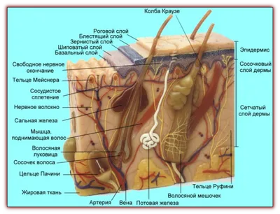 Строение кожи и ее придатков - Официальный сайт Санкт-Петербургского  общества дерматовенерологов