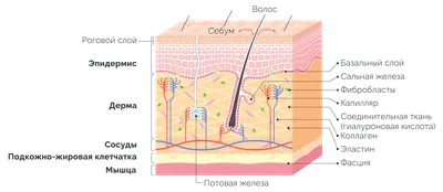 Наука «Корнеотерапия». Строение кожи и ее функции