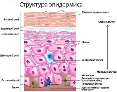 Строение кожи — ЗдоровьеИнфо