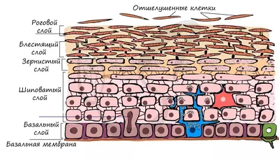 Кожа, подготовка к ЕГЭ по биологии