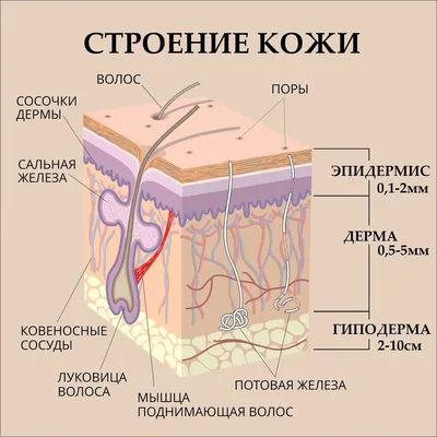 Кожа - слои и строение