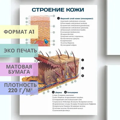 Строение кожи