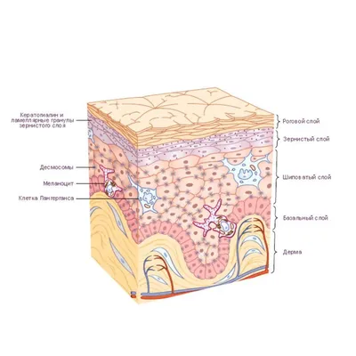 Зарисовка строения кожи - 30 фото